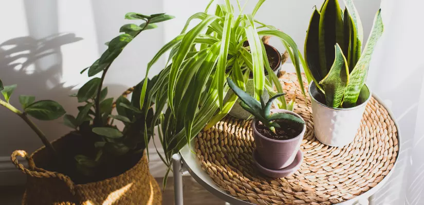 Use Natural Element To Adorn Your Home