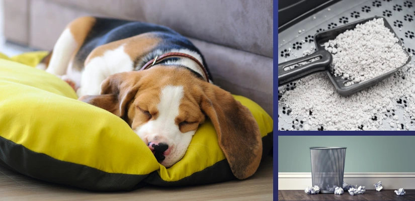 The Overlooked Obvious Items