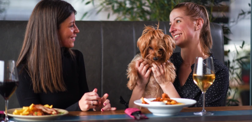 Eat And Drink At Dog-Friendly Bars Or Restaurants