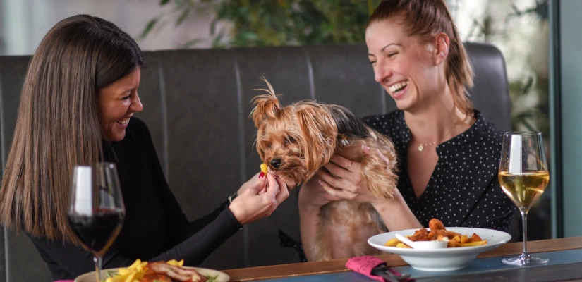 Go To A Dog-Friendly Bar