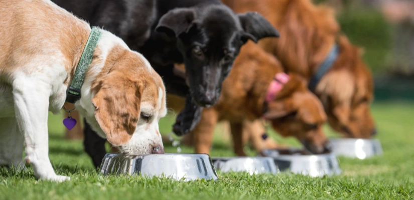 Raw Diet And Fresh Food